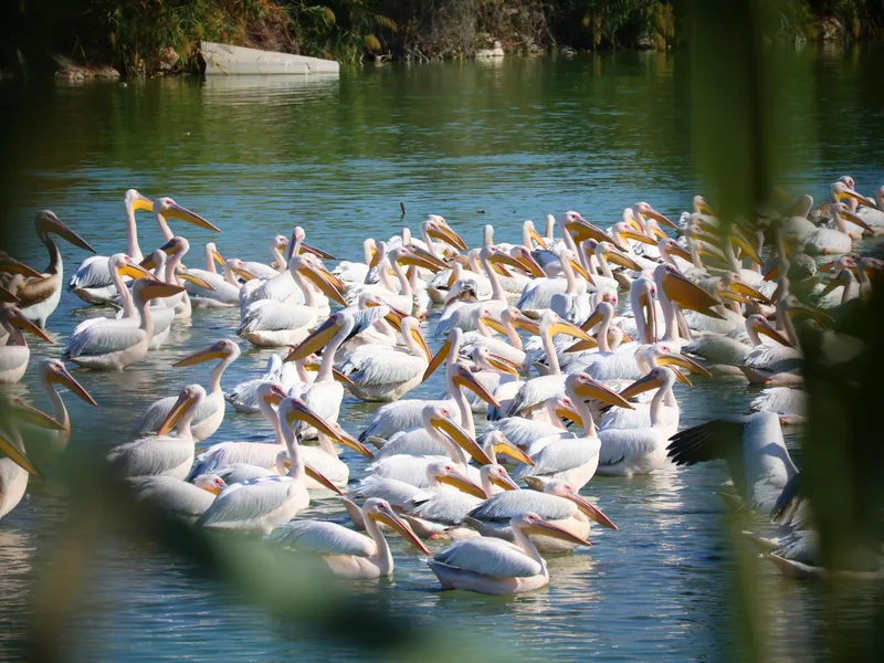 Pelican