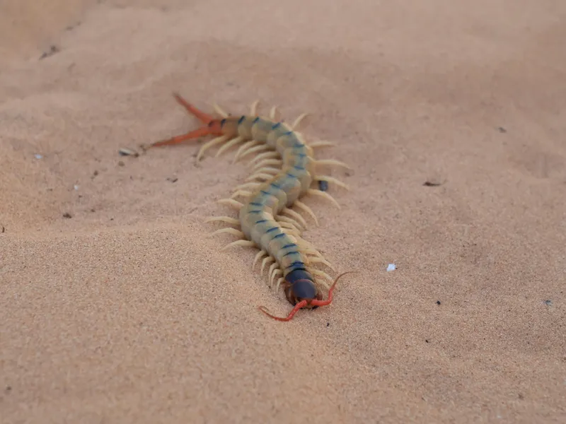 Venomous centipede