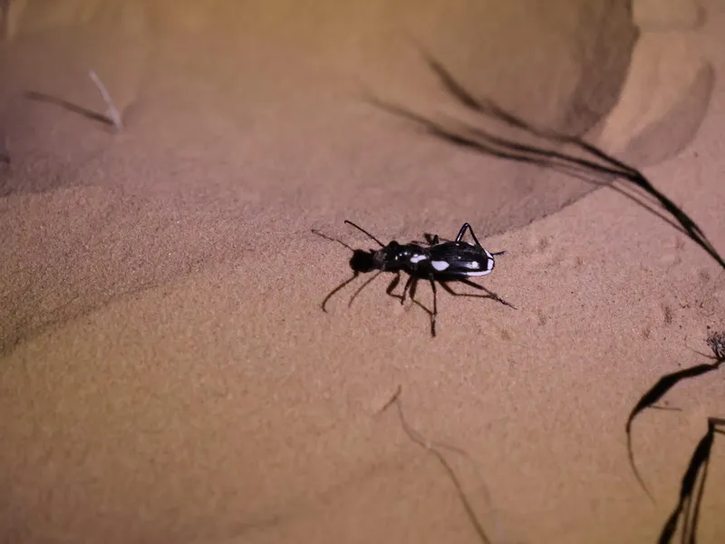 Rare Anthia beetle